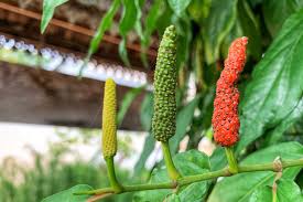 Wholesale Spices Indonesia - Cloves, Nutmeg, Cinnamon, Pepper, Ginger, Turmeric